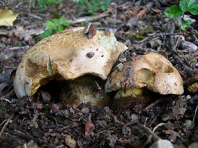 2005 :  Un anno di funghi